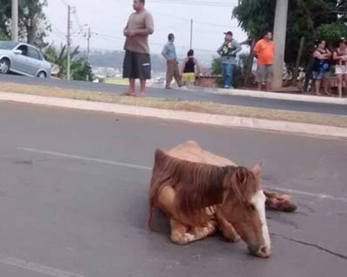 Mulher fica gravemente ferida ao ser surpreendida por égua na Avenida