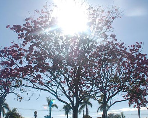 Primavera Come A Previs O De Tempestades Acompanhadas De Granizo E