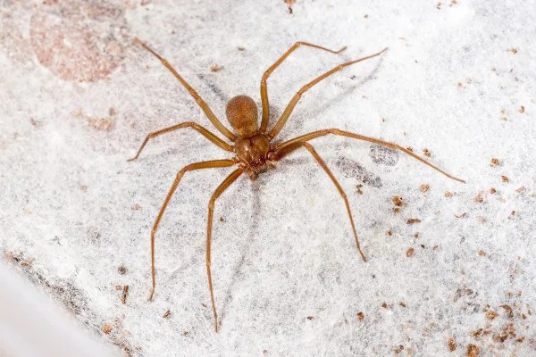 Saúde alerta para os riscos das picadas de aranhas; Patos de Minas já tem óbito confirmado