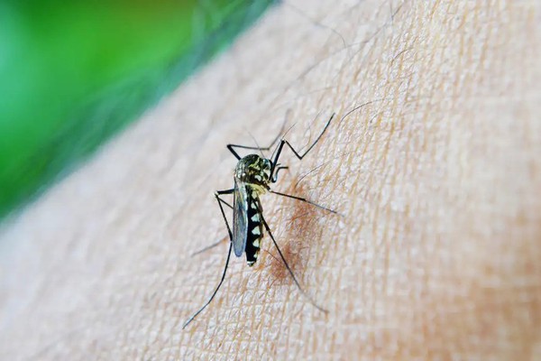 Com duas mortes confirmadas e três em investigação, Patos de Minas se aproxima do pico da Dengue