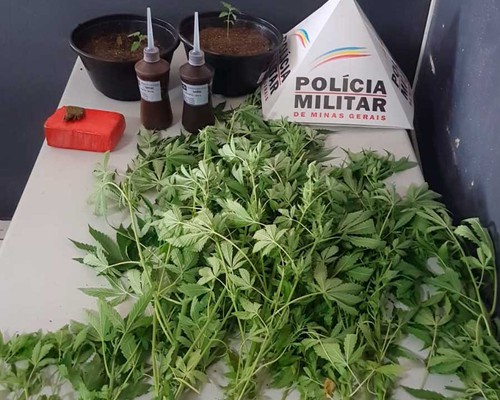 Pol Cia Militar Encontra P S De Maconha Sendo Cultivados Em Quintal