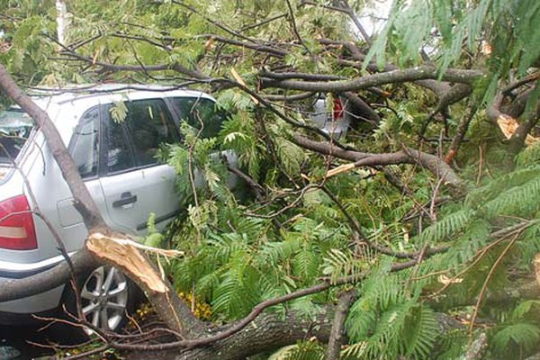 Galho enorme de árvore ameaçada desaba em cima de carros no centro de Patos de Minas