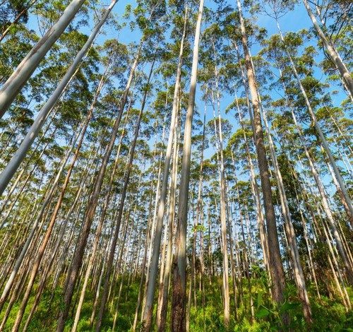 Empresários são condenados a pagar R$100 mil além de ressarcir safra de eucaliptos perdida por uso de agrotóxico em Coromandel