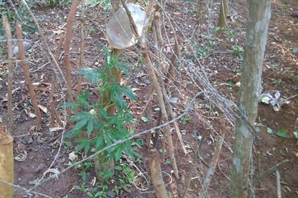 Polícia Militar encontra pés de maconha sendo cultivados com gotejamento em Patos de Minas