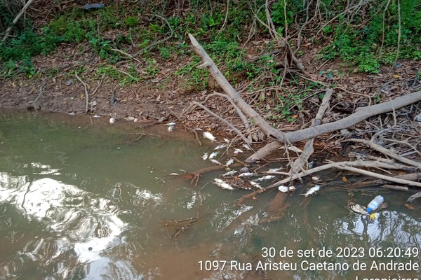 Dezenas de peixes são encontrados mortos nas águas do Rio Paranaíba, em Patos de Minas
