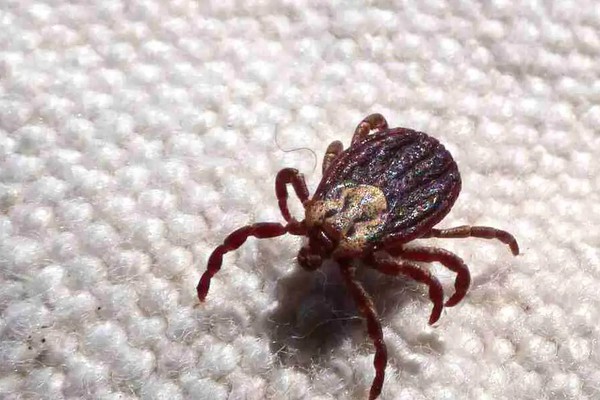SP registra 18 mortes por febre maculosa em 19 casos confirmados
