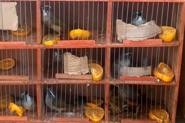 PRF apreende 25 pássaros da fauna silvestre em carro que ia de São Paulo para a Bahia