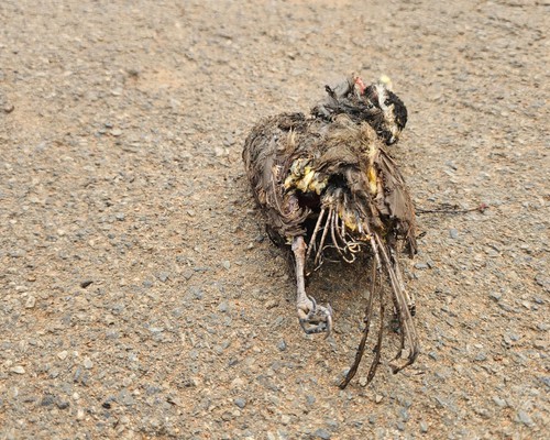 Pássaro provoca curto-circuito na rede da Cemig e deixa dezenas de imóveis sem energia