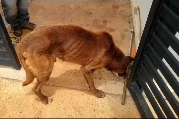 Cão abandonado próximo a condomínio nas Chácaras Caiçaras está em pele e osso
