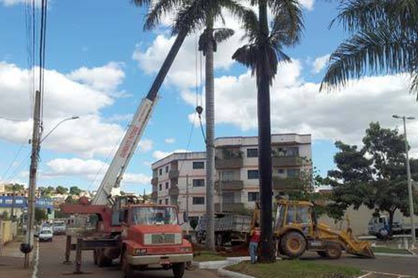 Prefeitura retira as palmeiras da avenida Ivan Borges para iniciar a canalização