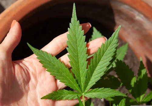 STJ adia prazo para regulamentação do plantio de cannabis medicinal