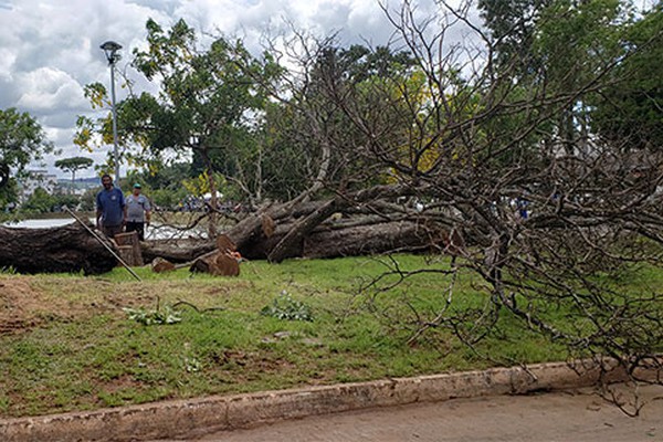 Equipes da Prefeitura trabalham na retirada de árvores mortas para evitar acidentes na cidade