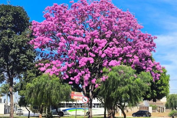 Florada dos ipês-rosa promove espetáculo e encanta moradores de Patos de Minas