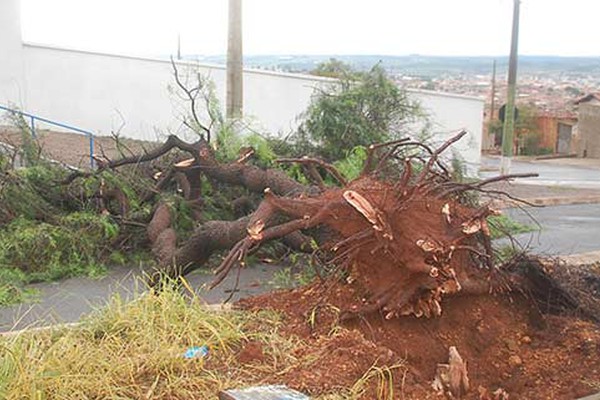 Chuva derruba inúmeras árvores em Patos de Minas e avenida Patrício Filho é interditada