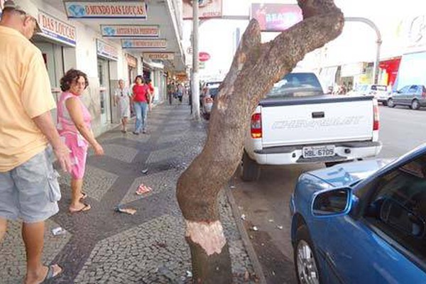 Árvores plantadas no centro da cidade estão sendo agredidas para morrer