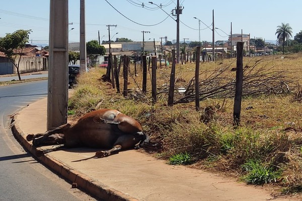 Égua é encontrada morta na calçada da Avenida Tomaz de Aquino em Patos de Minas