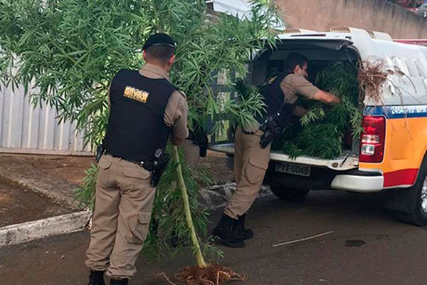 Polícia Militar encontra enormes pés de maconha no Jardim Esperança e prende morador
