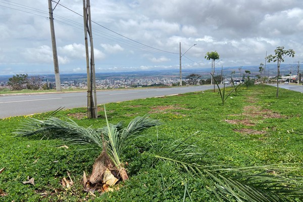 Vândalos furtam e destroem plantas de canteiros adotados por empresas na avenida Marabá
