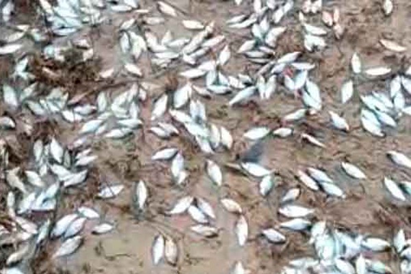 Lagoas formadas na enchente secam e milhares de peixes morrem ao longo do Rio Paranaíba