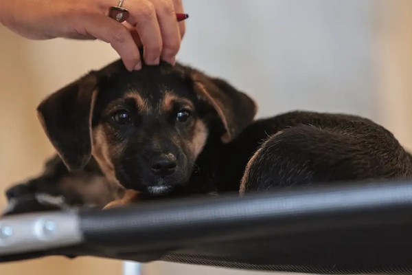 Lei define guarda compartilhada de pets; veja detalhes