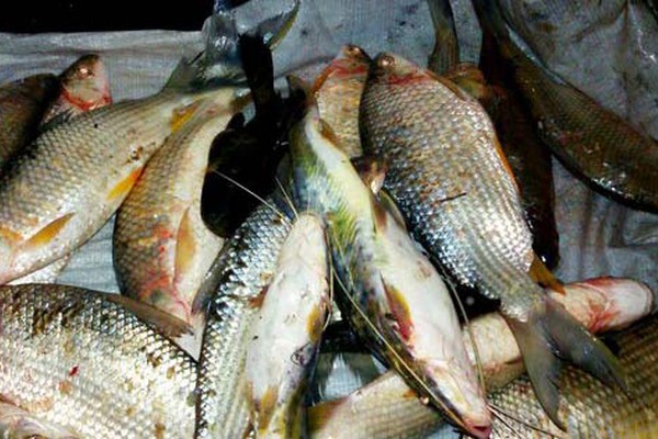 Pescador de 47 anos é preso na manhã deste domingo por pesca predatória no Rio da Prata