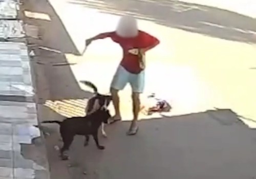 Vídeo mostra homem esfaqueando pit bull para defender seu cão de ataque em distrito de João Pinheiro
