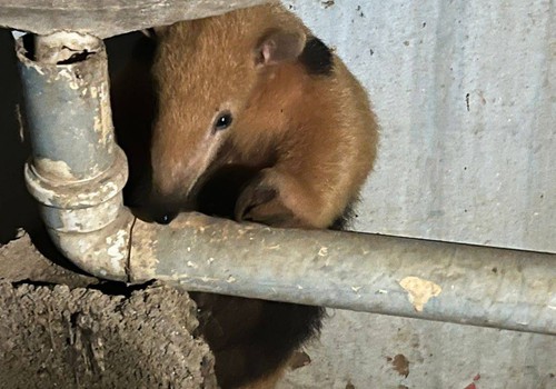 Tamanduá-mirim invade casa em São Gotardo, se esconde debaixo do tanque e mobiliza Corpo de Bombeiros