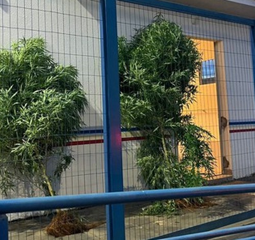 PM apreende pés de maconha enormes e prende homem por resistência e desobediência em Guimarânia