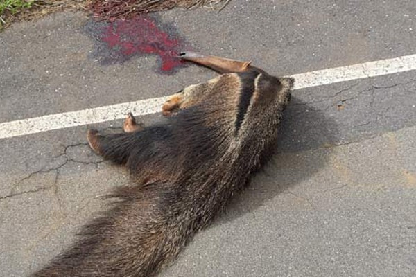 Tamanduá morre atropelado e é mais um animal silvestre morto nas rodovias da região