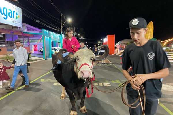 Búfala “Rainha” desfila pelas ruas do Parque de Exposições e chama atenção de todos; veja ao vivo