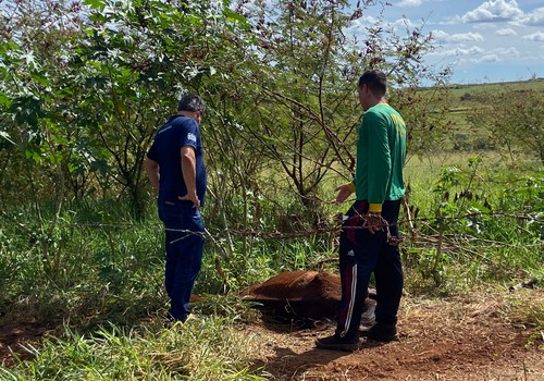 Zoonoses encontra cavalos “muito magros” após denúncia de maus-tratos em Patos de Minas