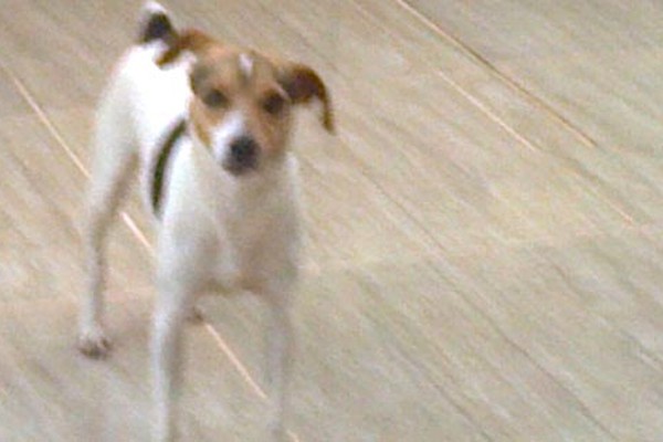Família pede ajuda para encontrar cadelinha que fugiu de pet shop e foi chamada de vira-lata