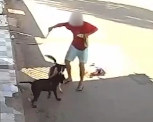 Vídeo mostra homem esfaqueando pit bull para defender seu cão de ataque em distrito de João Pinheiro