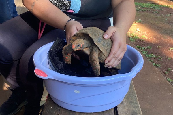 Donos de animais silvestres irregulares podem fazer entrega voluntária sem sofrer penalidades em Patos de Minas