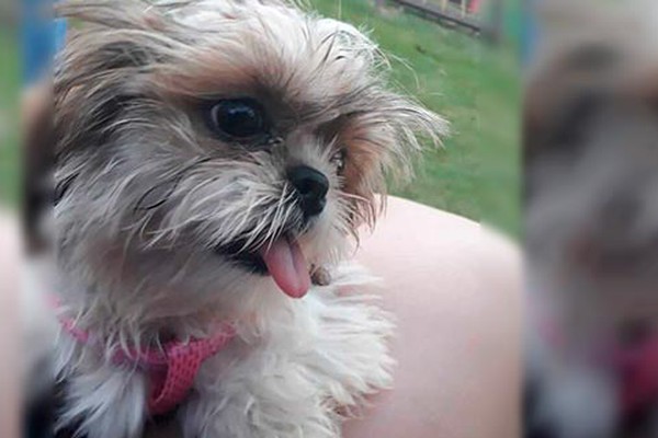 Família gratifica-se quem encontrar cãozinho desaparecido no último sábado no Condomínio Moradas