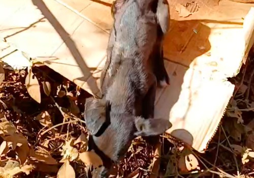 Cãezinhos são abandonados em caixa de papelão na beira da estrada e só um é resgatado com vida