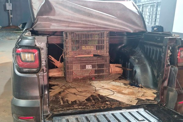 Motorista é preso com droga e transportando aves silvestres em carro clonado, na MGC354