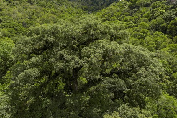 Mata Atlântica perde 2,4 milhões de hectares em 40 anos