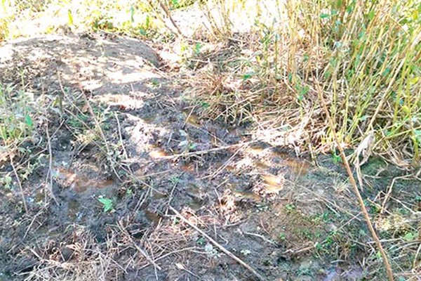 Nascentes que abastecem a Lagoinha sofrem com a degradação e água para de correr