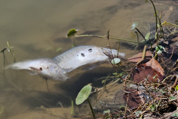Frequentadores chamam a atenção para o aparecimento de peixes mortos na Lagoa Grande