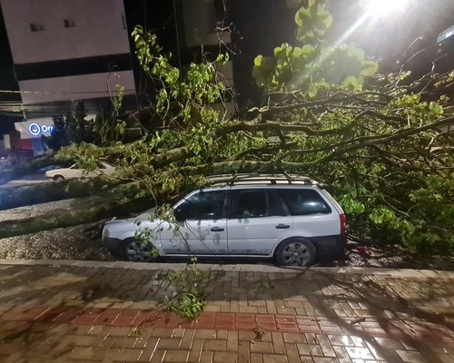 Temporal assusta patenses, derruba árvore sobre carros e causa estragos em Patos de Minas