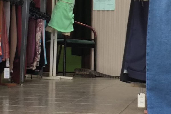 Teiú de mais de 1 metro invade loja no Centro de Patos de Minas e dá trabalho para ser capturado