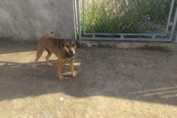 Morador é ameaçado e cobra medidas para cão que vem atacando pessoas em Patos de Minas