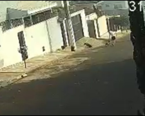 Vídeo mostra ataque de Pit Bulls que quase matou cão comunitário e revoltou moradores das Chácaras Caiçaras