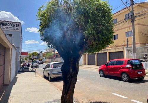 Inacreditável! Árvore verdinha aparece em chamas bem no centro de Patos de Minas