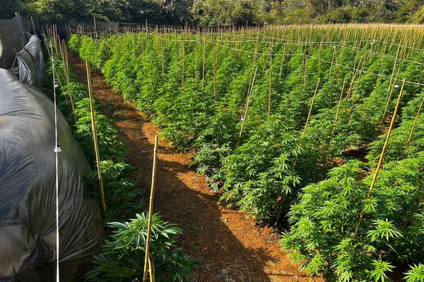 Polícia Civil prende responsáveis por impressionante lavoura com 6 mil pés de maconha
