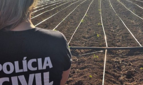 Polícia Civil descobre estrutura avançada de plantio de maconha em Unaí