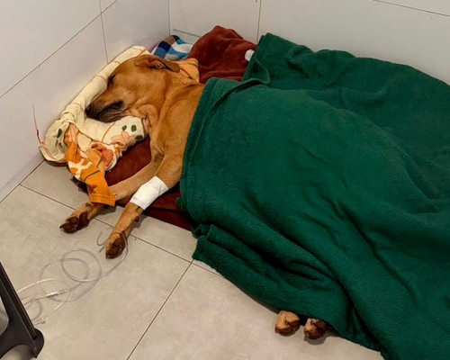 Moradores se revoltam após cão comunitário ser atropelado por caminhonete em Patos de Minas