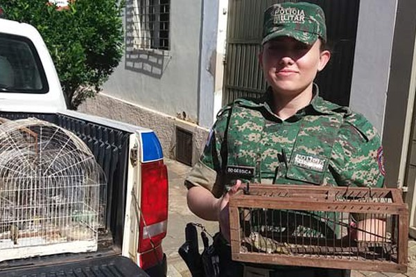 Polícia Militar encontra diversos pássaros da fauna silvestre em cativeiro em Patos de Minas