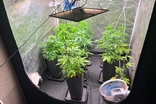 Polícia Militar encontra estufa com plantação de maconha em casa no bairro Nova Floresta